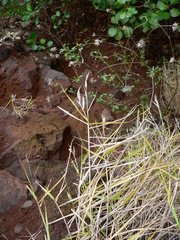 Brachypodium arbuscula