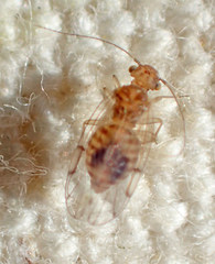 Ectopsocus meridionalis