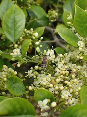 Apis mellifera