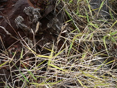 Brachypodium arbuscula