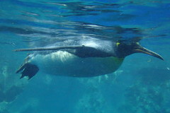 Aptenodytes patagonicus