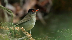 Catharus mexicanus