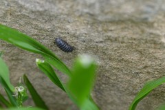 Armadillidium vulgare