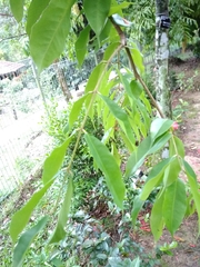 Brownea rosa-de-monte