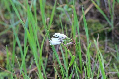 Image of Tristagma Gracile (Tristagma gracile) by (c) Cesar Ormazabal, some rights reserved (CC BY)