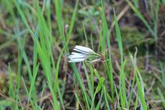 Graceful Tristagma (Tristagma gracile)