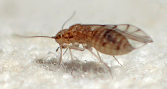 Ectopsocus meridionalis