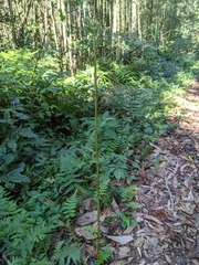 Phyllostachys makinoi