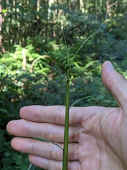 Phyllostachys makinoi