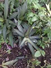 Tradescantia spathacea