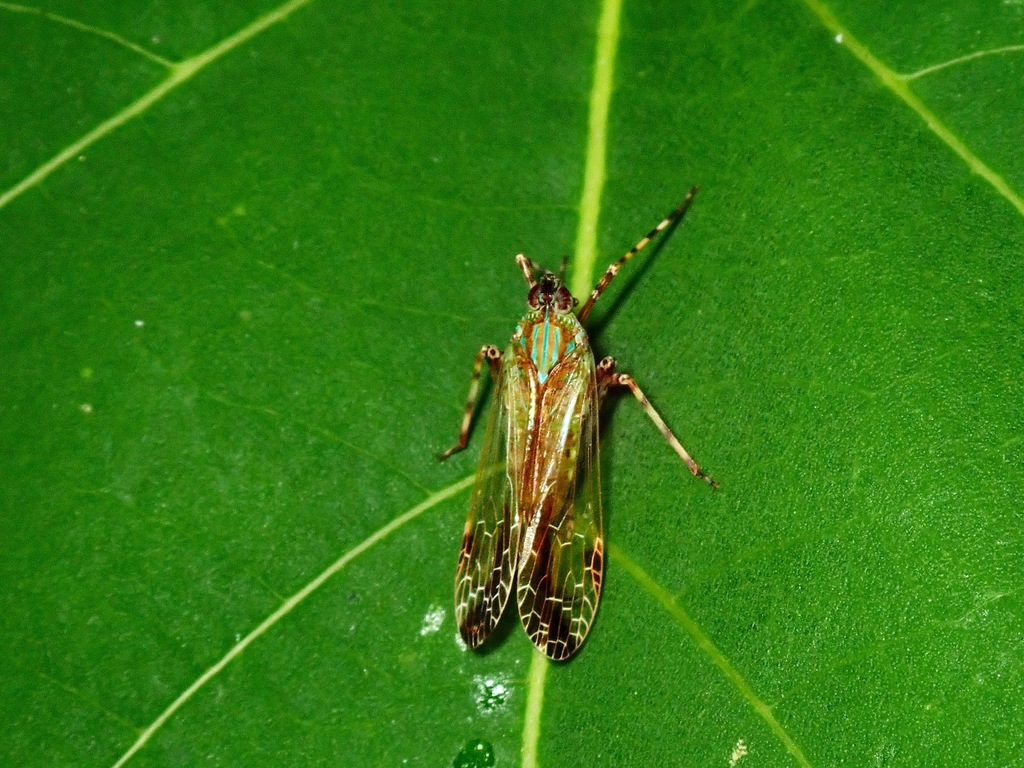 Orthopagus splendens