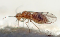 Ectopsocus meridionalis