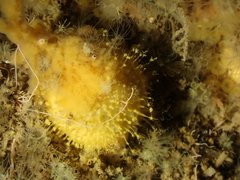Tethya citrina