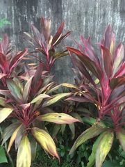 Cordyline fruticosa