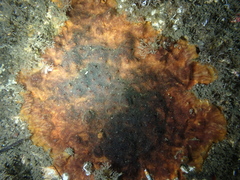 Schizoporella errata