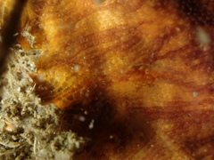 Schizoporella errata