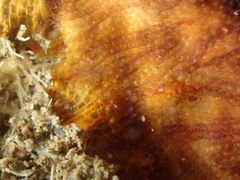 Schizoporella errata