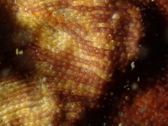 Schizoporella errata