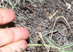 Acantholipes