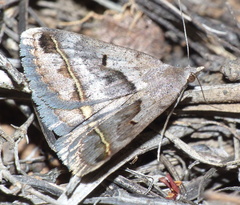 Acantholipes