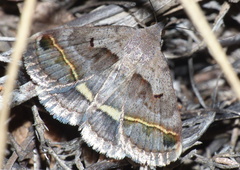 Acantholipes