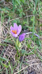 Crocus nudiflorus