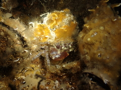 Pilumnus