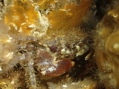 Pilumnus