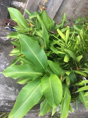 Heliconia psittacorum