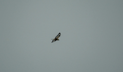 Buteo lagopus