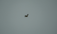 Buteo lagopus