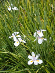 Dietes grandiflora