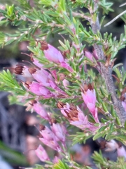 Erica placentiflora