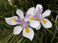 Dietes grandiflora
