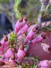 Erica placentiflora