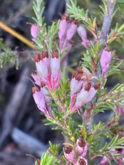 Erica placentiflora