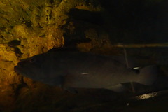 Epinephelus daemelii