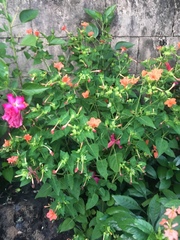Mirabilis jalapa