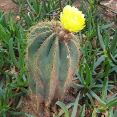 Parodia magnifica