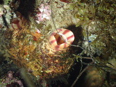 Microcosmus sabatieri