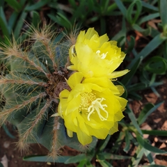 Parodia magnifica