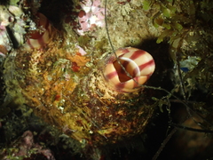 Microcosmus sabatieri