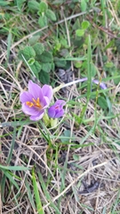 Crocus nudiflorus