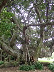 Ficus