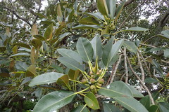 Ficus