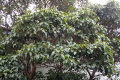 Ficus