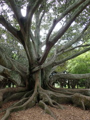 Ficus