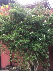 Tabernaemontana divaricata