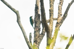 Hypositta corallirostris