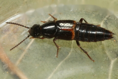 Quedius cinctus